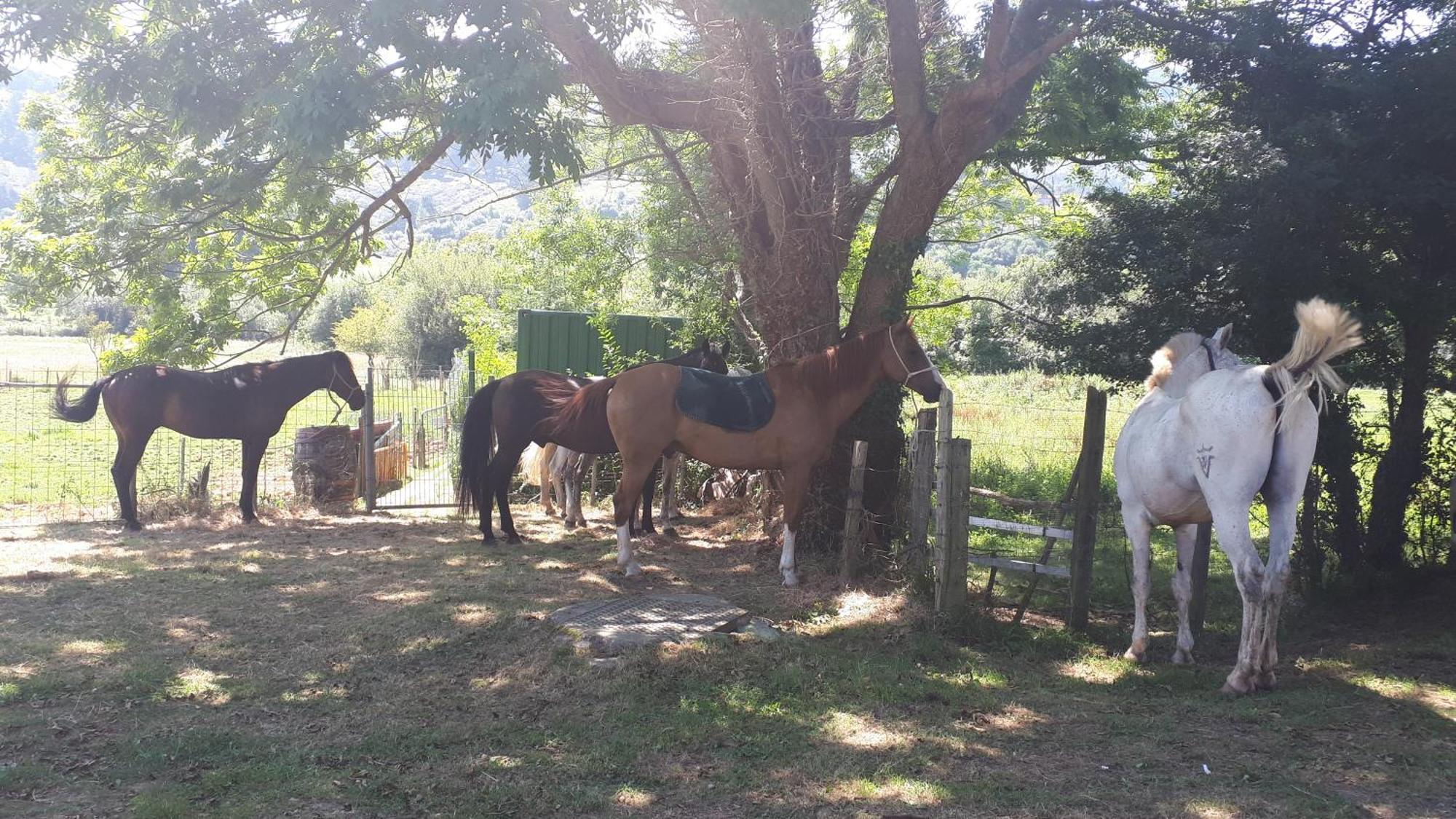 Apartamento Rural Zuri Cotorrio Luaran gambar
